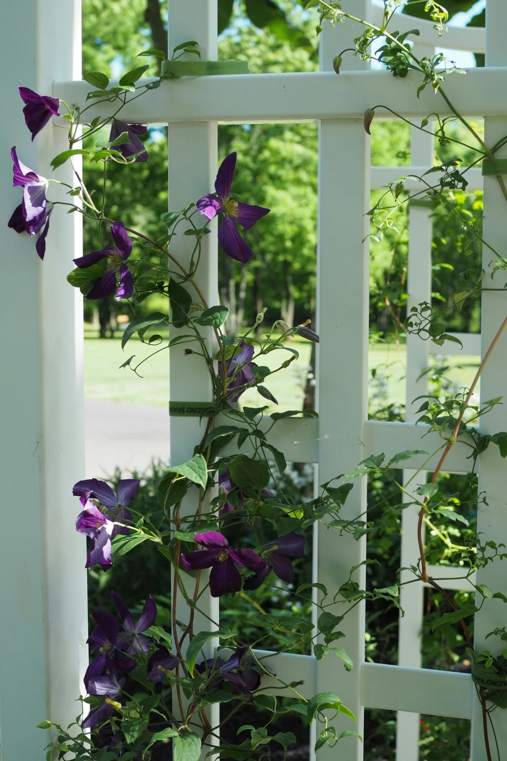 mandevilla trellis