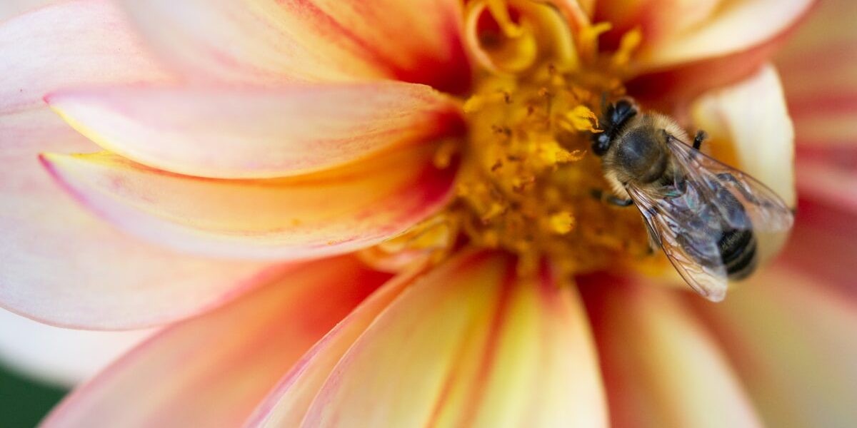 6 Beneficial Insects You Want in Your Garden