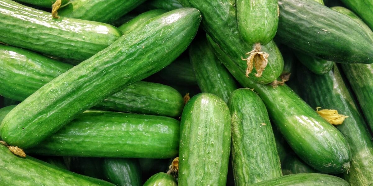Picking Pickling Cucumbers: Timing Guide