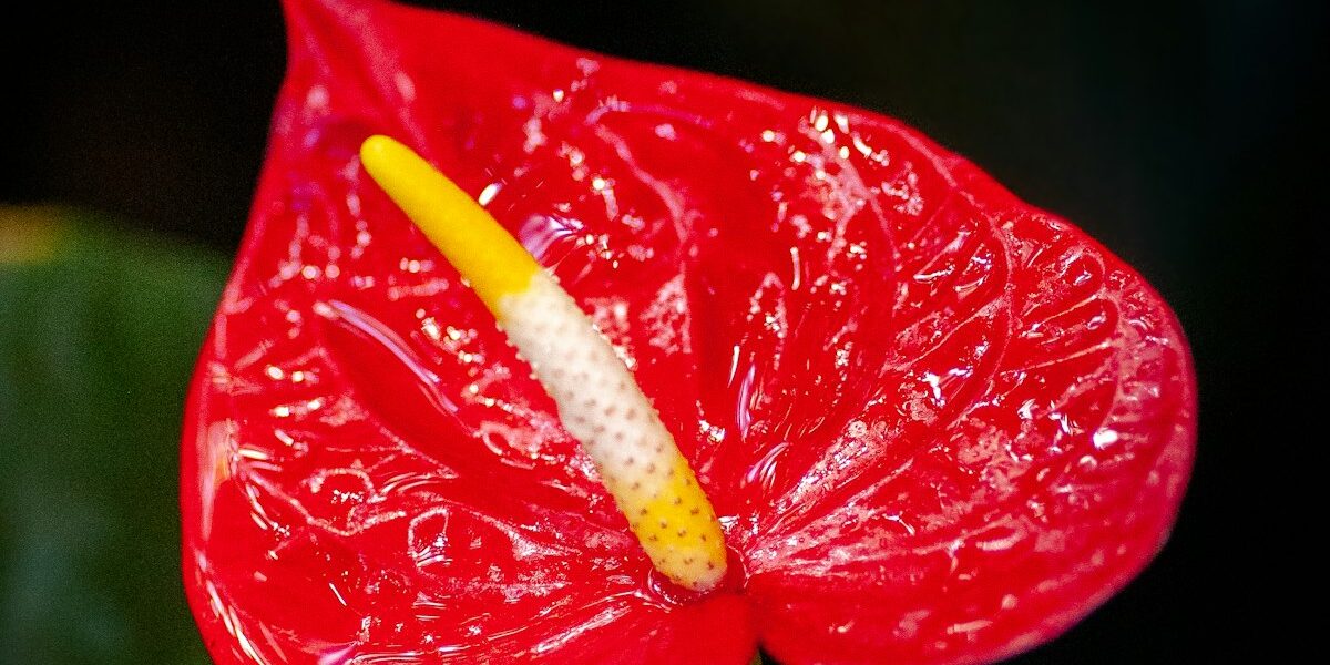 Year-Round Garden Maintenance Calendar: Month-by-Month Tasks