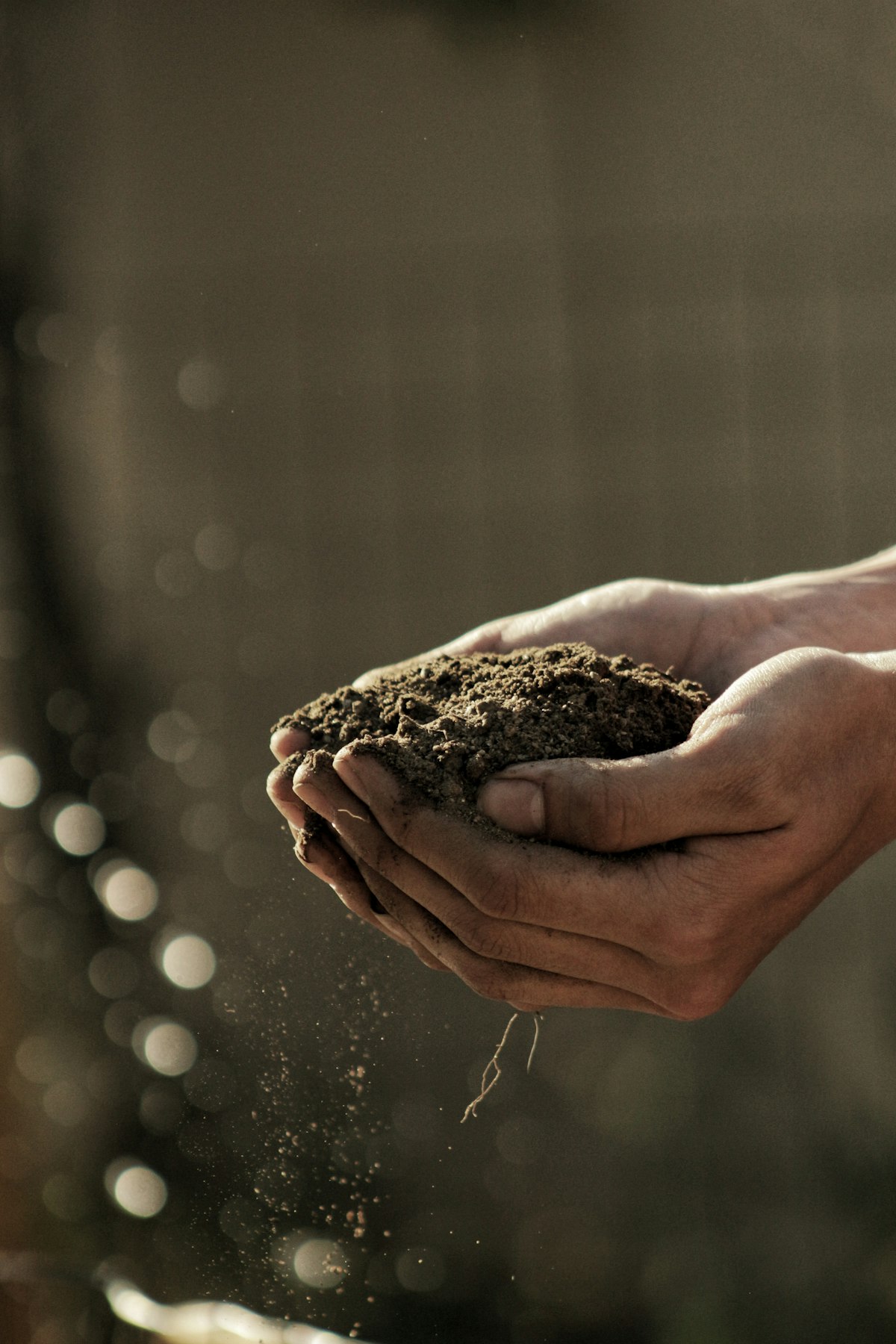 Healthy garden soil in hands