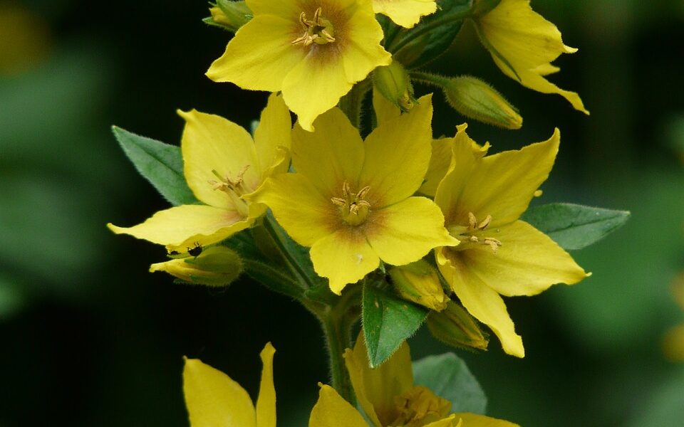 Lysimachia: Garden Plant Guide