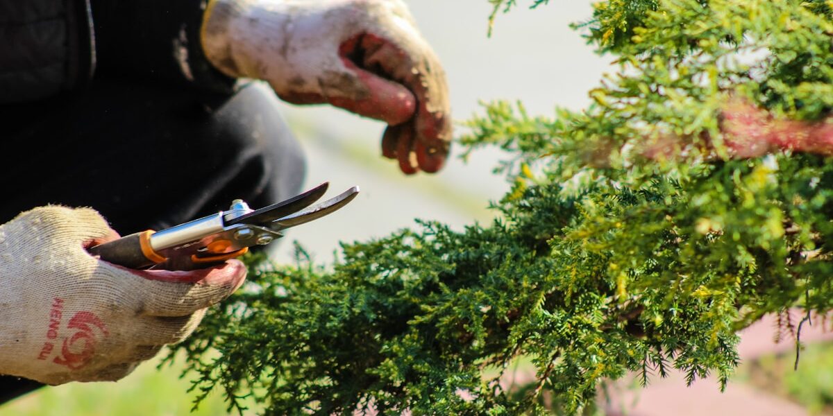 Sharpen Your Pruning Shears in 5 Minutes