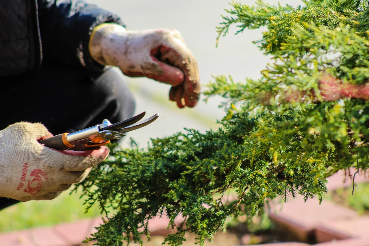 Pruning plants with garden shears