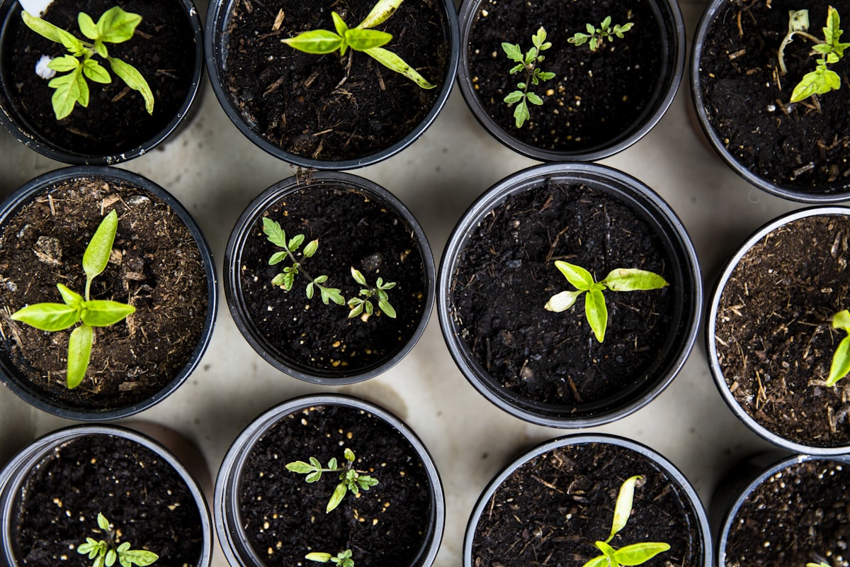 Seedlings growing in pots