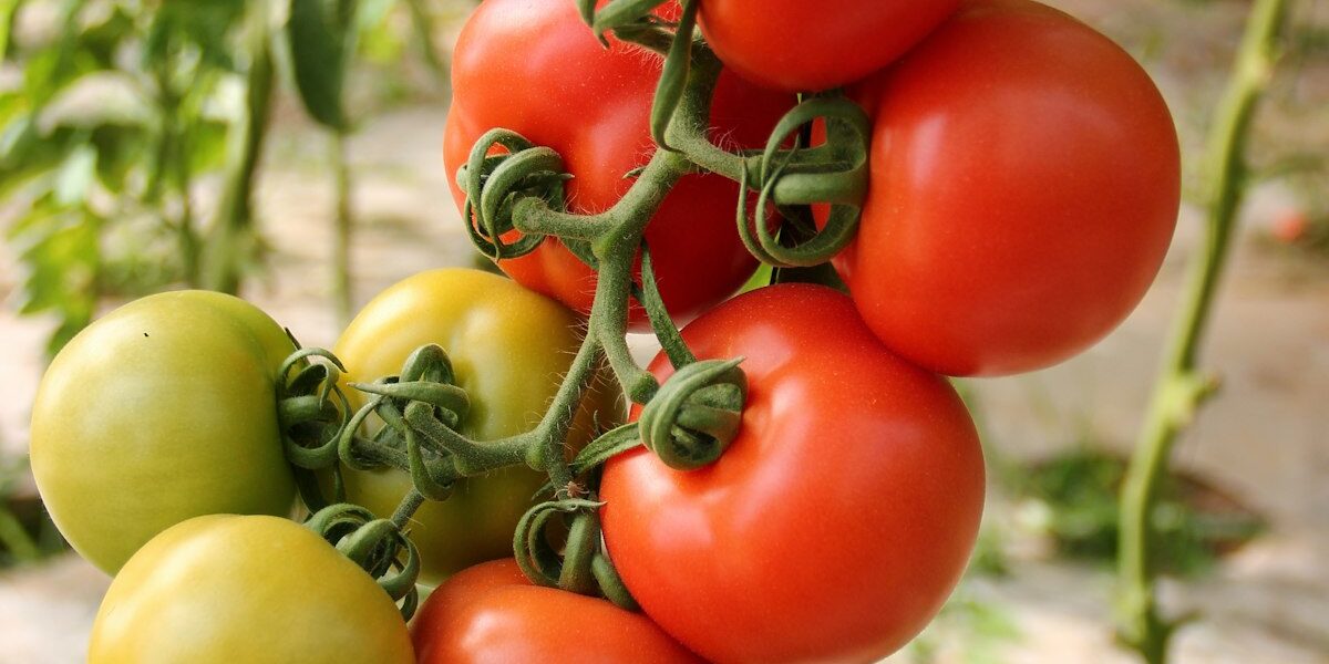 Companion Planting: Which Vegetables Grow Better Together