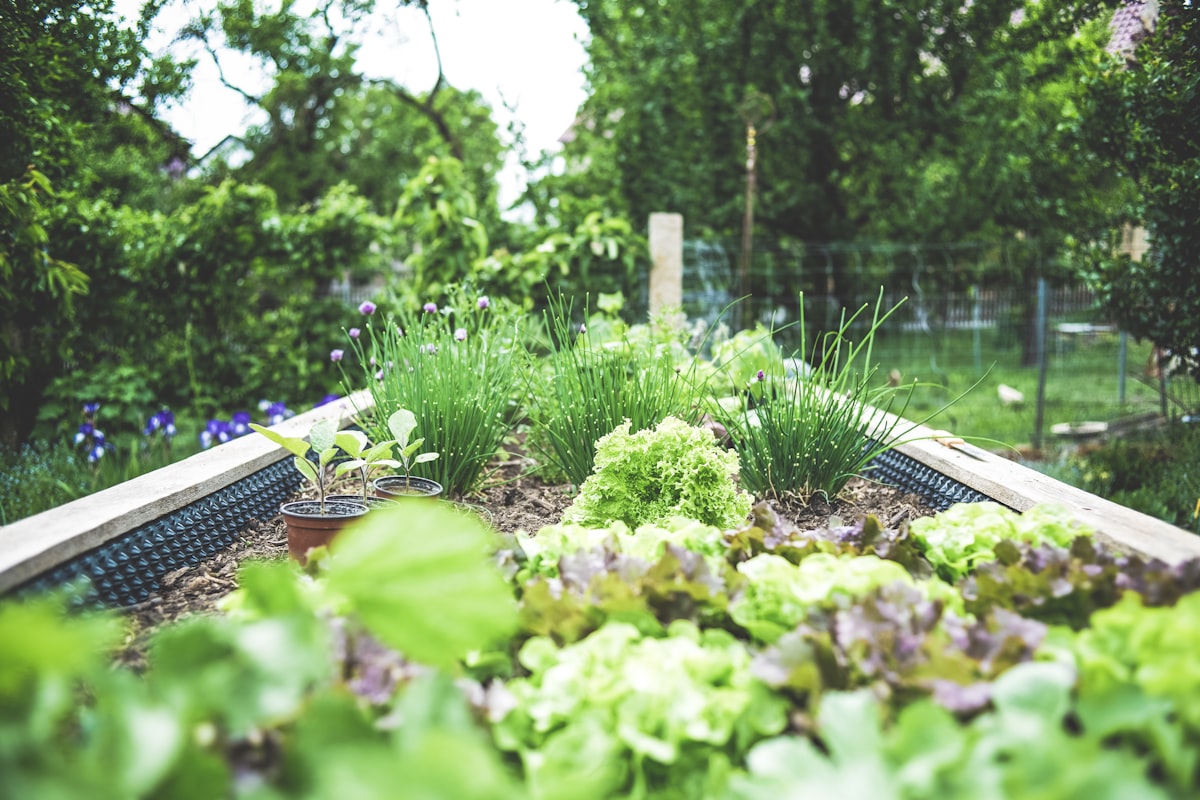 Raised garden bed with vegetables