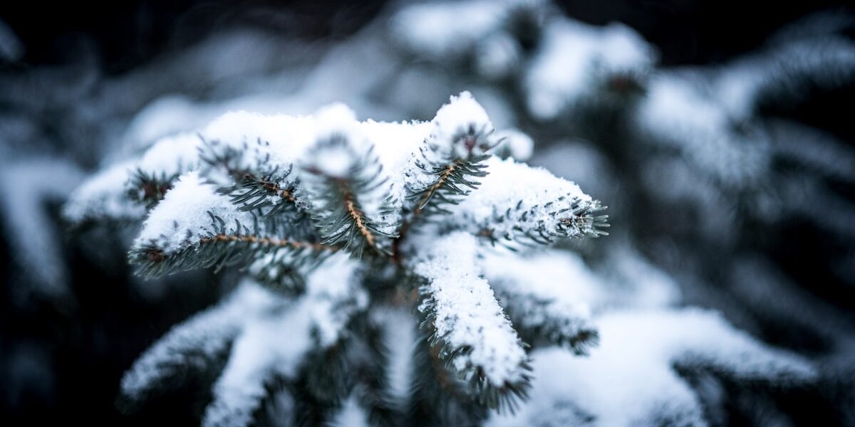 Fertilizer vs Plant Food: Enhancing Your Garden’s Growth