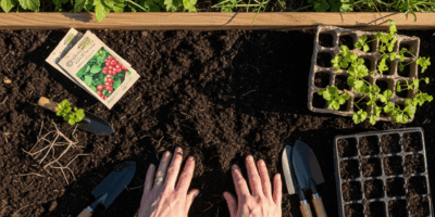 photorealistic overhead view of a gardener s hands in soil p 20260327 053527