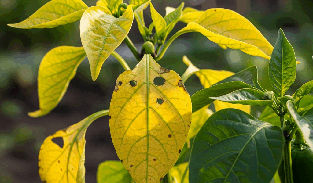 Pepper Leaves Turning Yellow What Is Causing It
