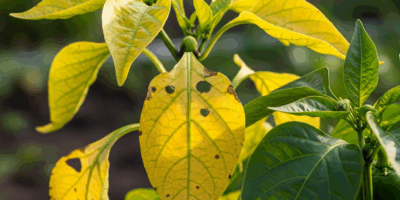Pepper Leaves Turning Yellow What Is Causing It