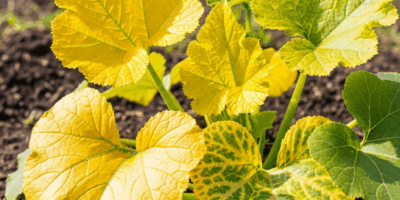 Yellow Squash Leaves Turning Yellow What Caused It