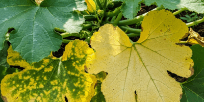 Zucchini Leaves Turning Yellow What Is Causing It