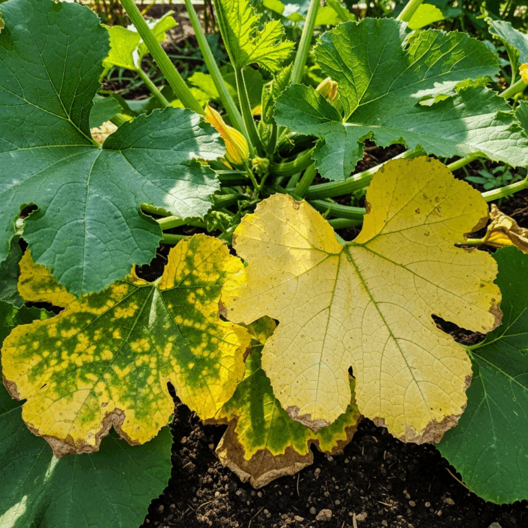 Zucchini Leaves Turning Yellow What Is Causing It