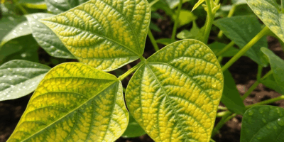 Bean Leaves Turning Yellow What Is Causing It
