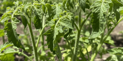 Tomato Leaves Curling Up What Is Actually Causing It